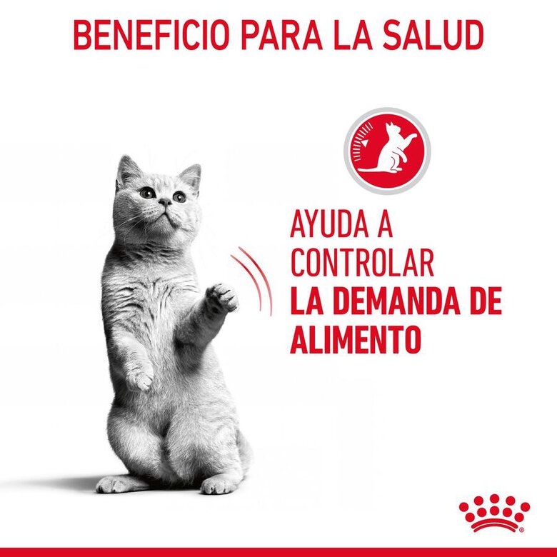 Royal Canin Nutrition Appetite Control Care gelatina para gatos, , large image number null
